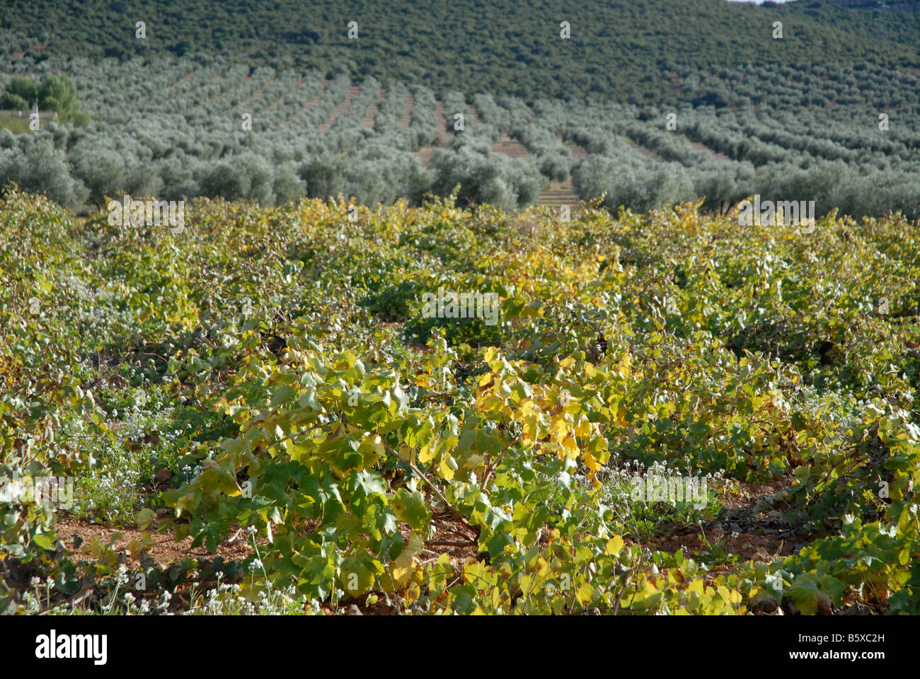 Weinberge und Olivenbäume Obstgarten, in der Nähe von Puerto Lapice, Provinz Ciudad Real, Kastilien-La Mancha, Spanien Stockfoto