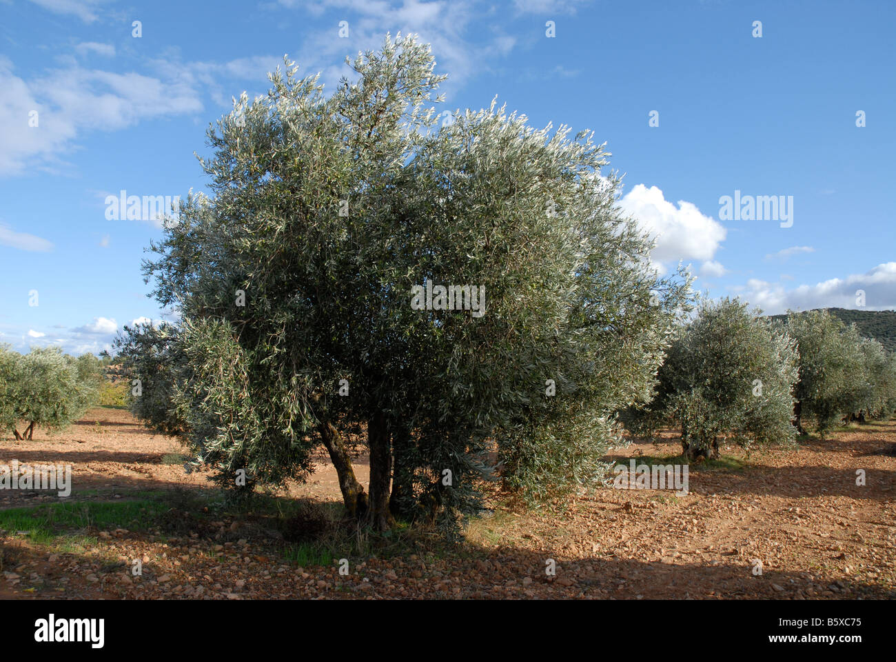 Weinberge und Olivenbäume Obstgarten, in der Nähe von Puerto Lapice, Provinz Ciudad Real, Kastilien-La Mancha, Spanien Stockfoto