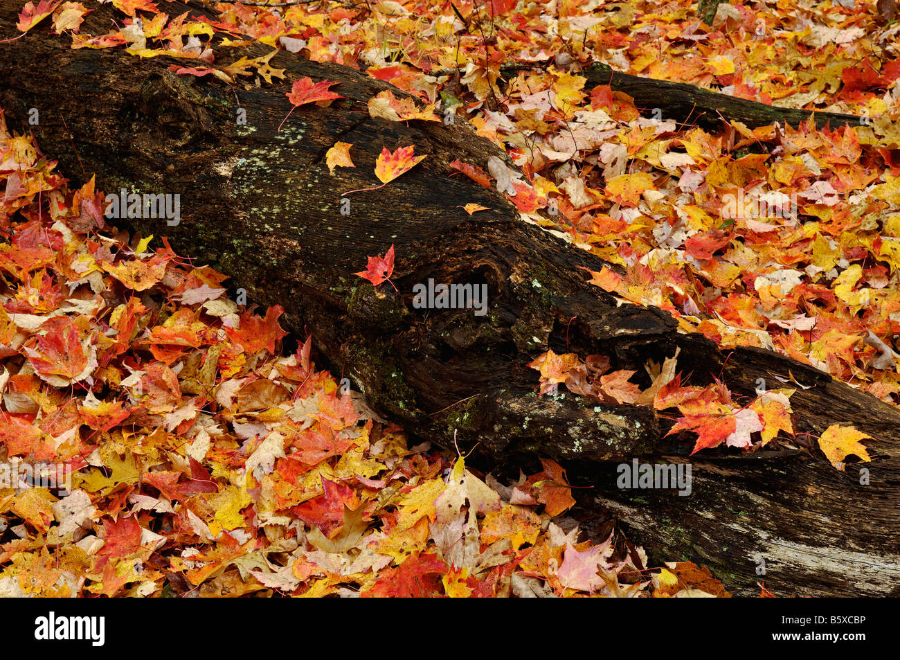 Gefallenen Ahornblätter und Fäulnis Log in Tennessee Fall Creek Falls State Park Stockfoto