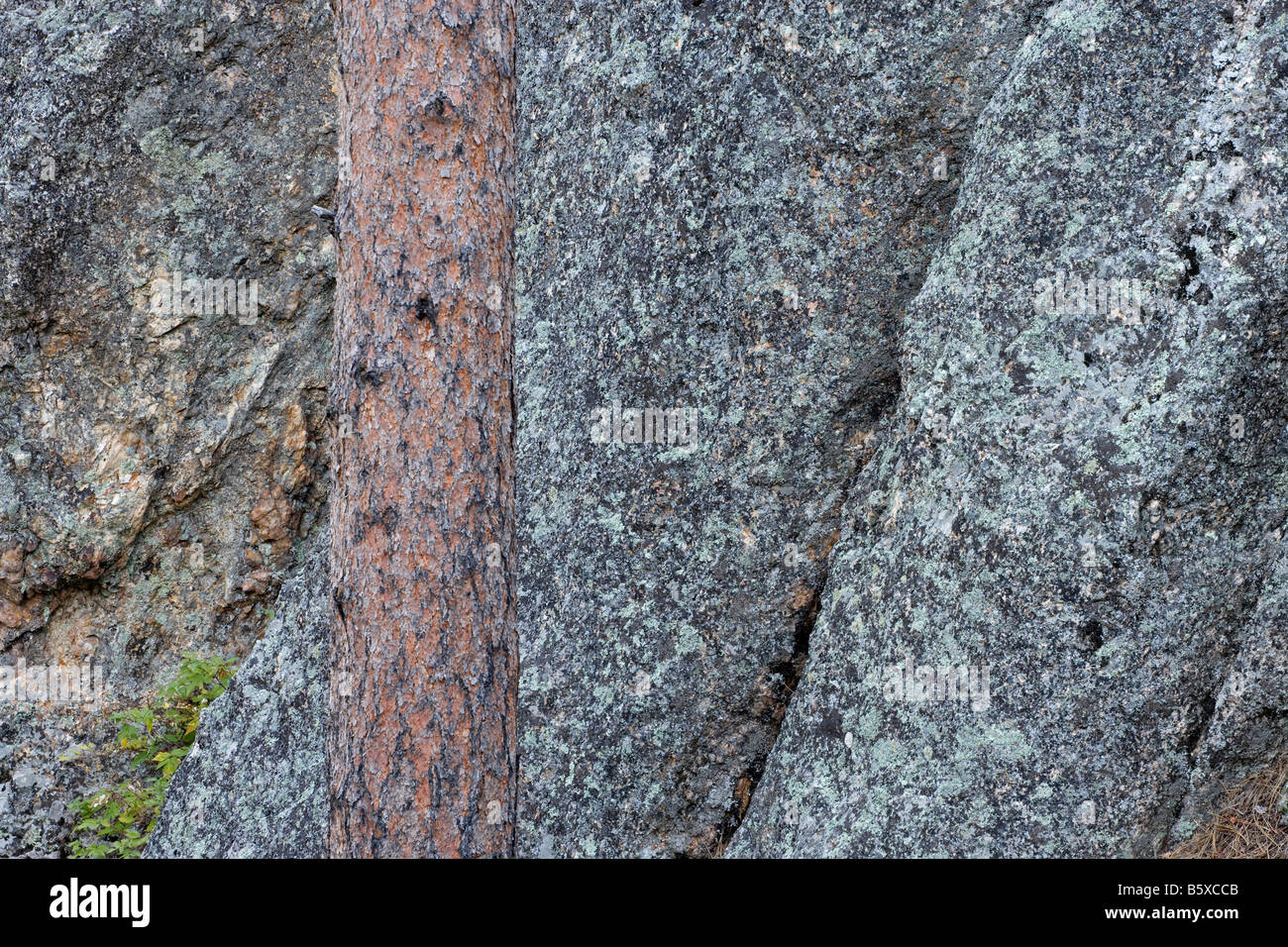 Baum und Granit, Custer State Park in South Dakota Stockfoto