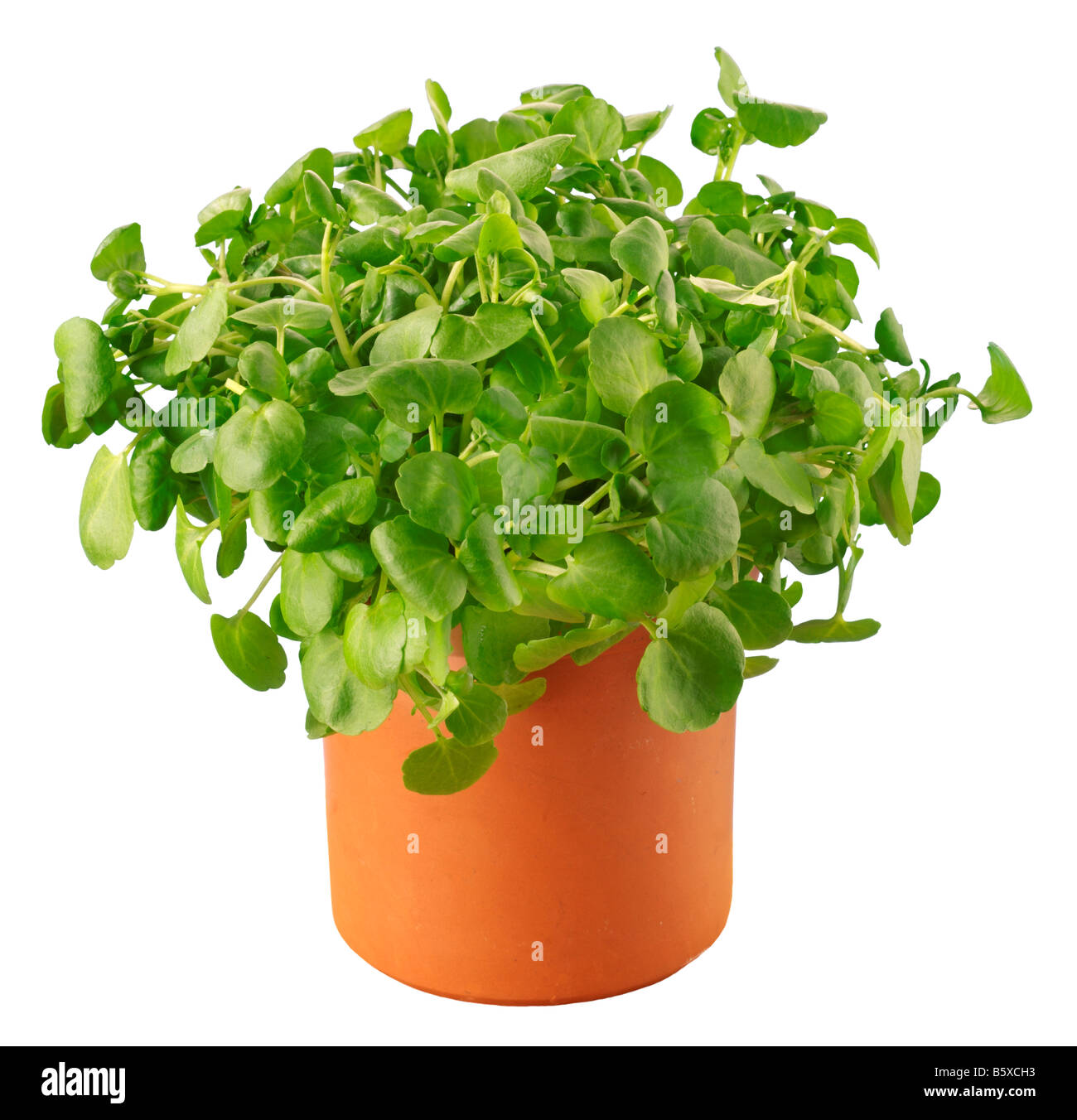 TOPF MIT WACHSENDEN KRESSE Stockfoto