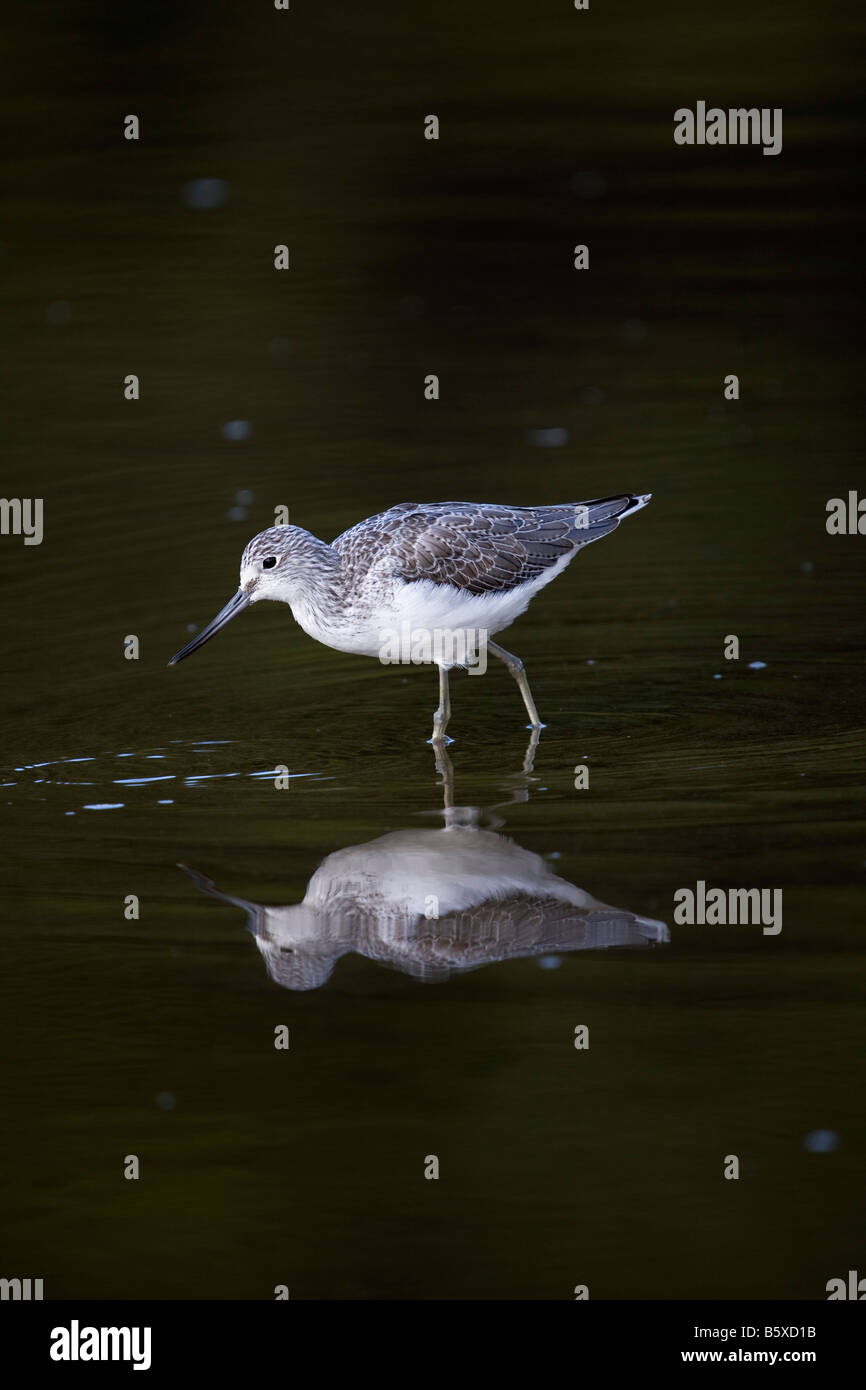 Grünschenkel Tringa Nebularia waten cornwall Stockfoto