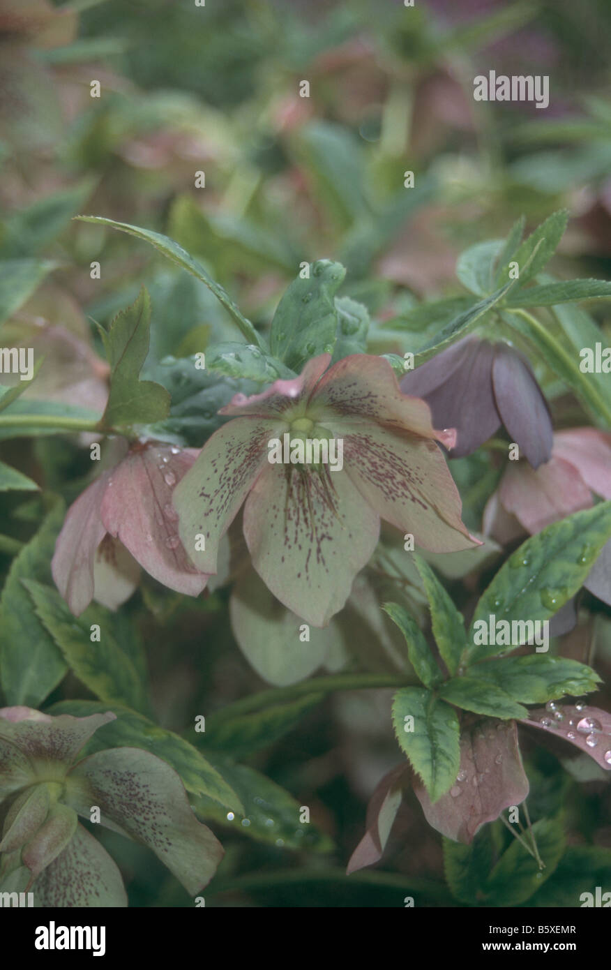 Helleborus Orientalis im Frühlingsgarten. Stockfoto