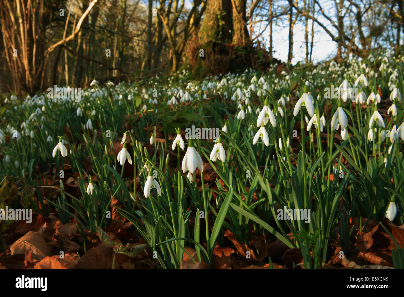 Schneeglockchen Wachsen Wild Im Wald Stockfoto Bild 20867541 Alamy
