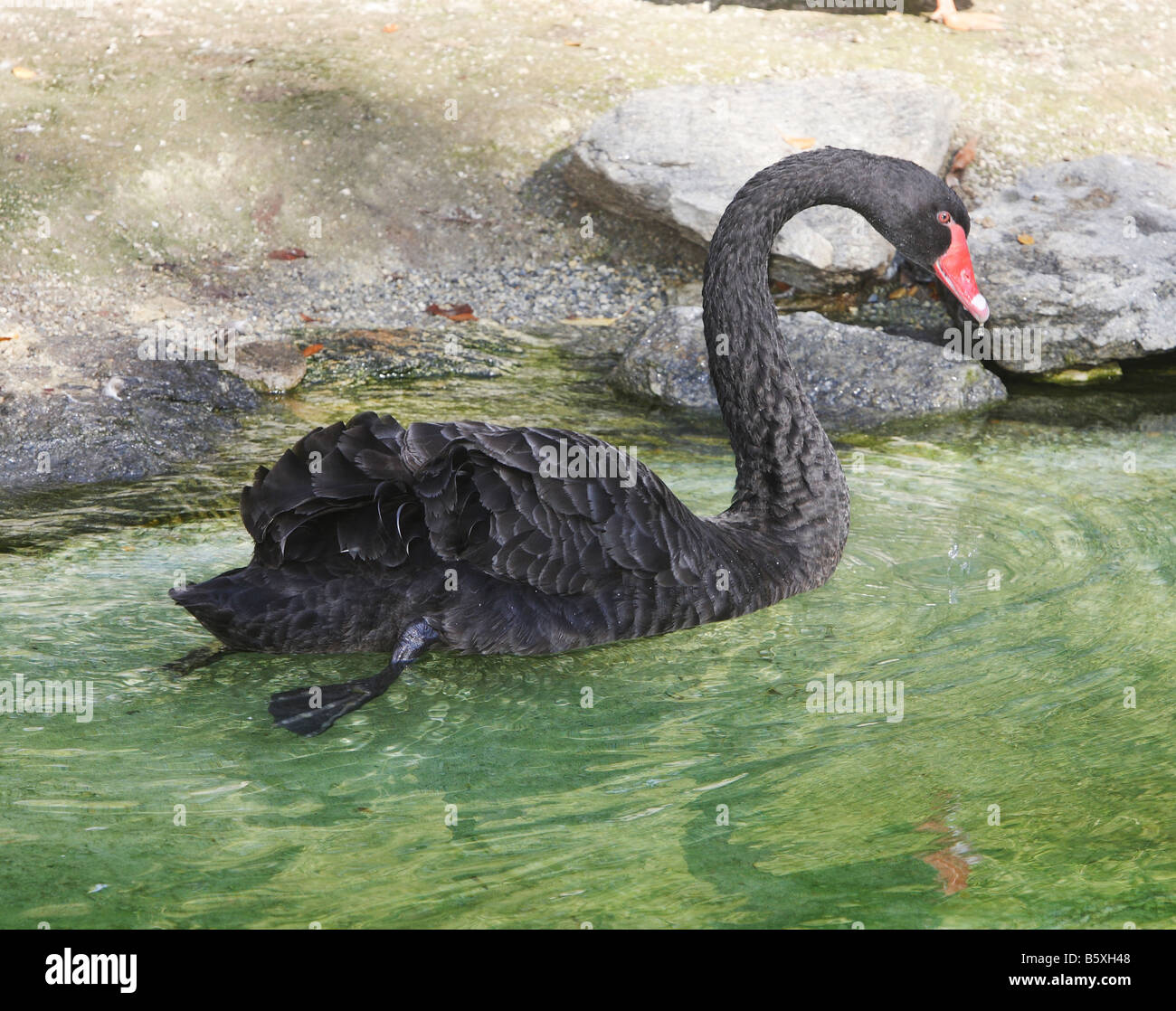 Ein schwarzer Schwan gleiten über einen Teich Stockfoto