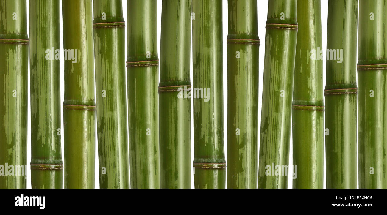 schönes Bild von verschiedenen Bambus Natur Hintergrund Stockfoto