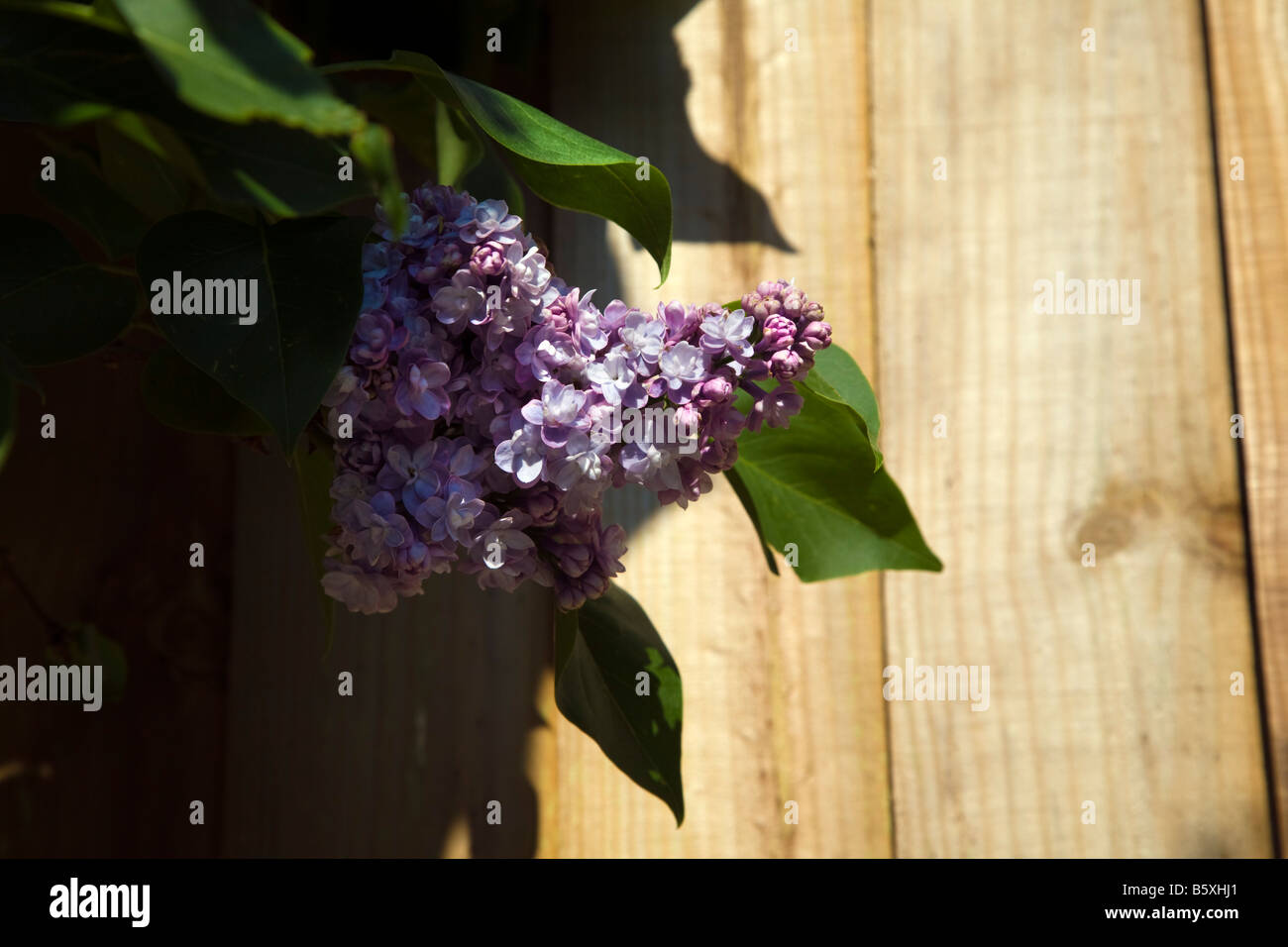 Nahaufnahme von einem lila Busch blüht gegen Holz ein Gartenzaun Stockfoto