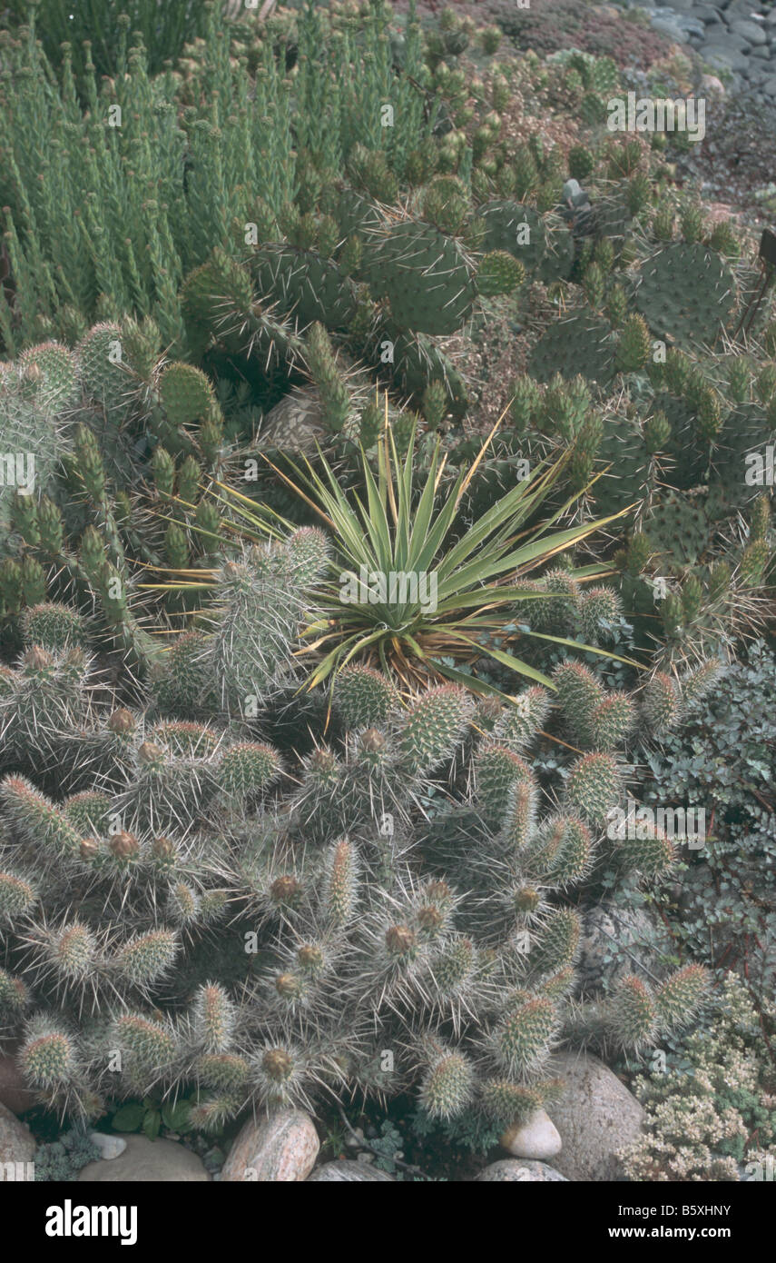 Cacti ist späten Frühlingsgarten. Stockfoto