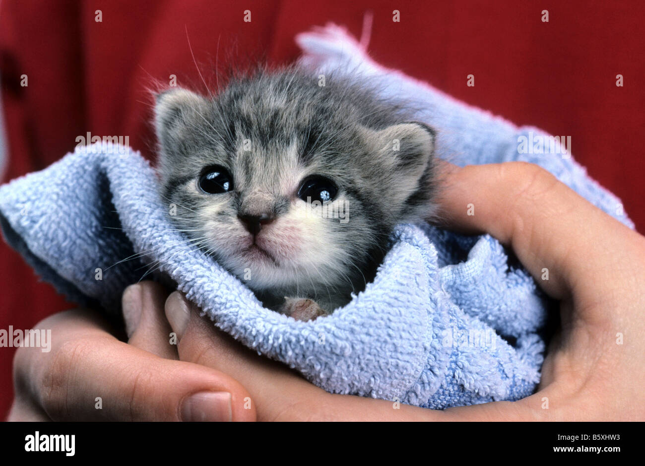 Eine Woche alte graue und weiße Baby-Kätzchen in der hand gehalten. Stockfoto