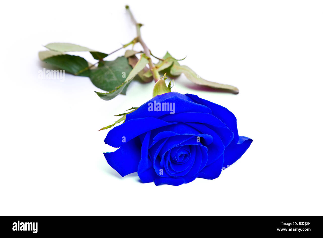 Blaue rose Studio gedreht auf weißem Hintergrund England Großbritannien Großbritannien Vereinigtes Königreich UK Europa EU Stockfoto