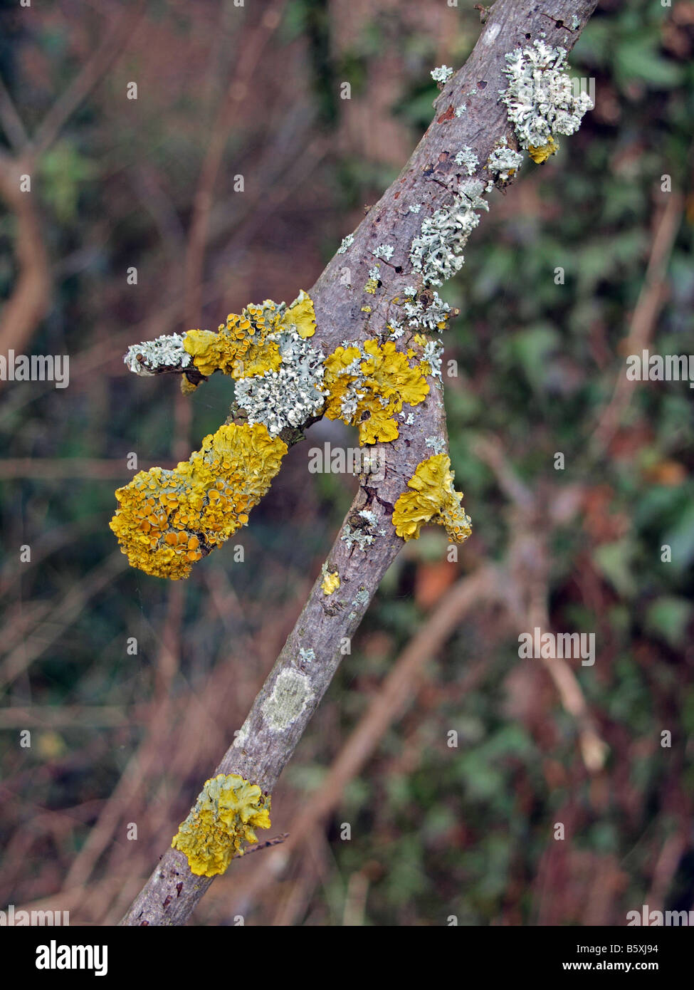 Gelbe Flechten auf einem Ast. Stockfoto