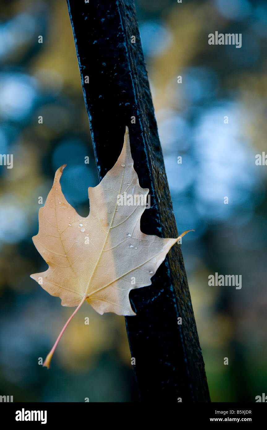 Herbst-Blatt geklebt, Geländer. Stockfoto