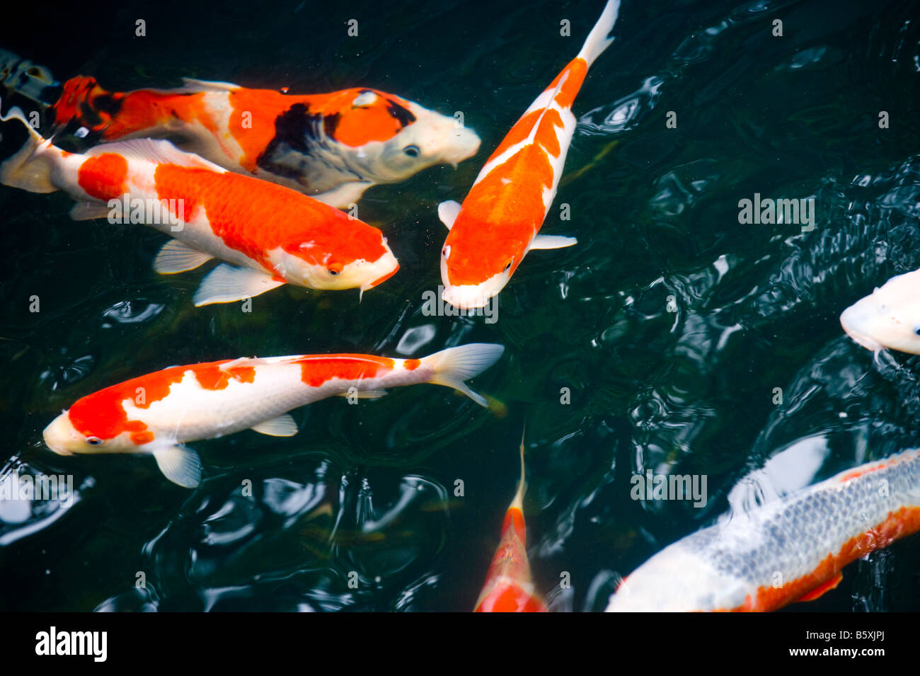 Koi karpfen Fotos und Bildmaterial in hoher Auflösung Alamy