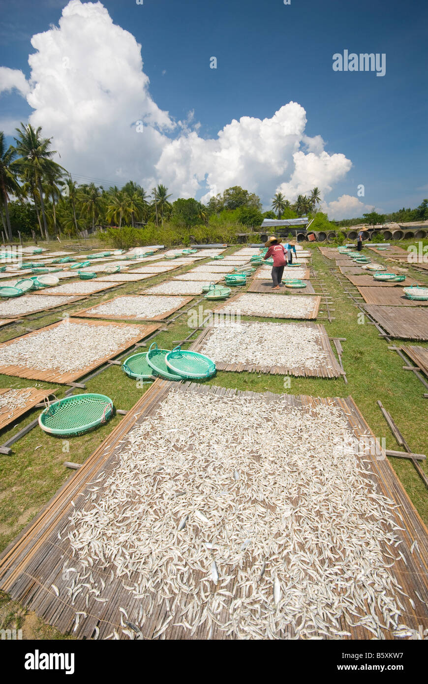 Traditionelle Methode der Trocknung Sardellen in Terengganu, Malaysia Stockfoto