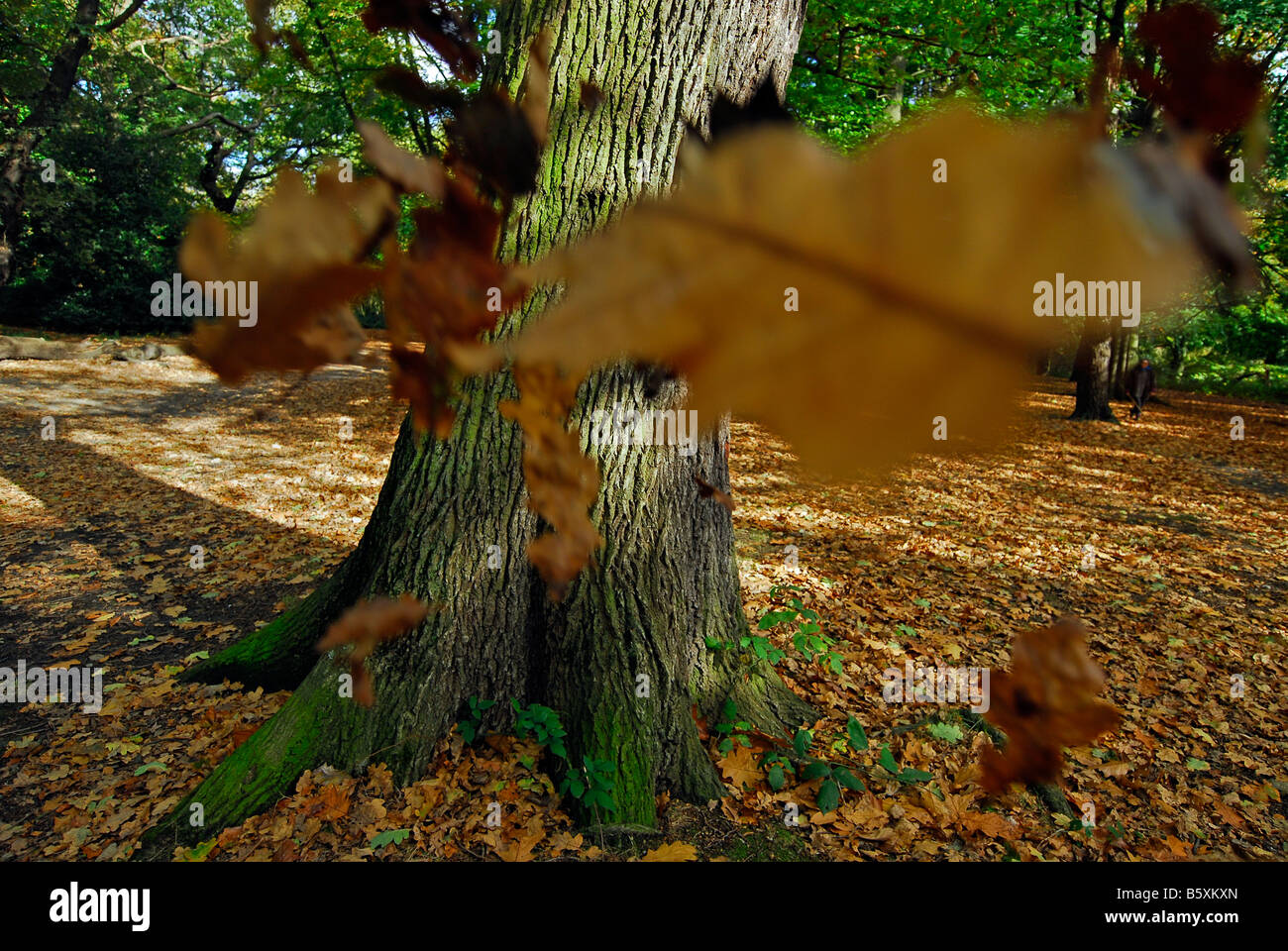 Herbstlaub in Hampstead Heath Stockfoto