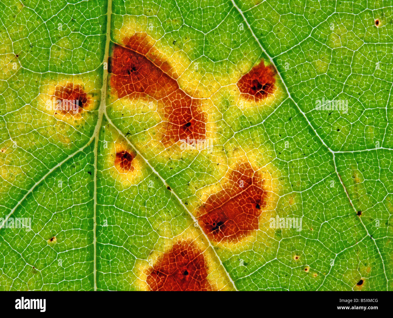 schönes Bild von grünen Makro Blatt Textur Hintergrund Stockfoto