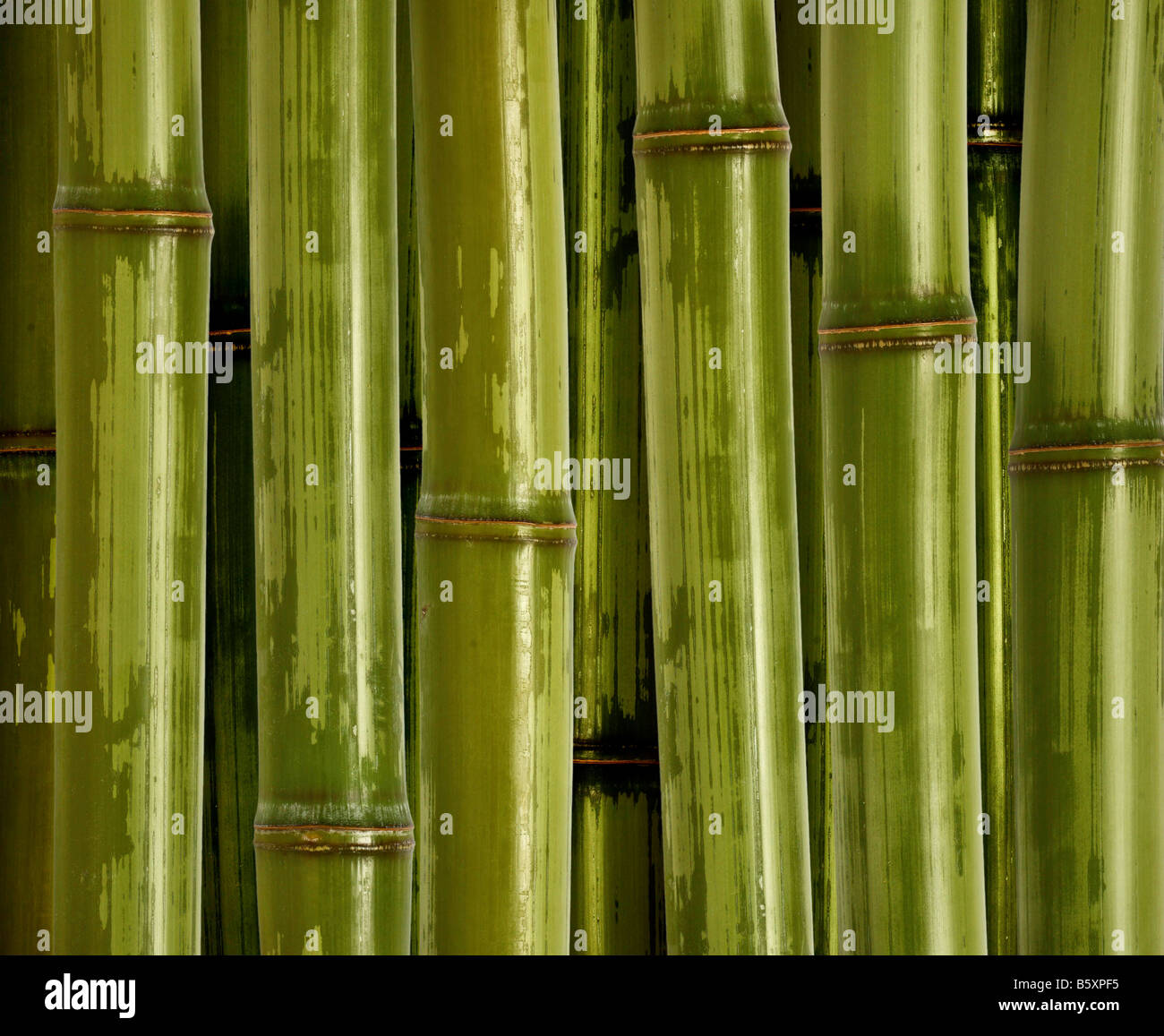 schöne Nahaufnahme Foto von Grüner Bambus Hintergrund Stockfoto