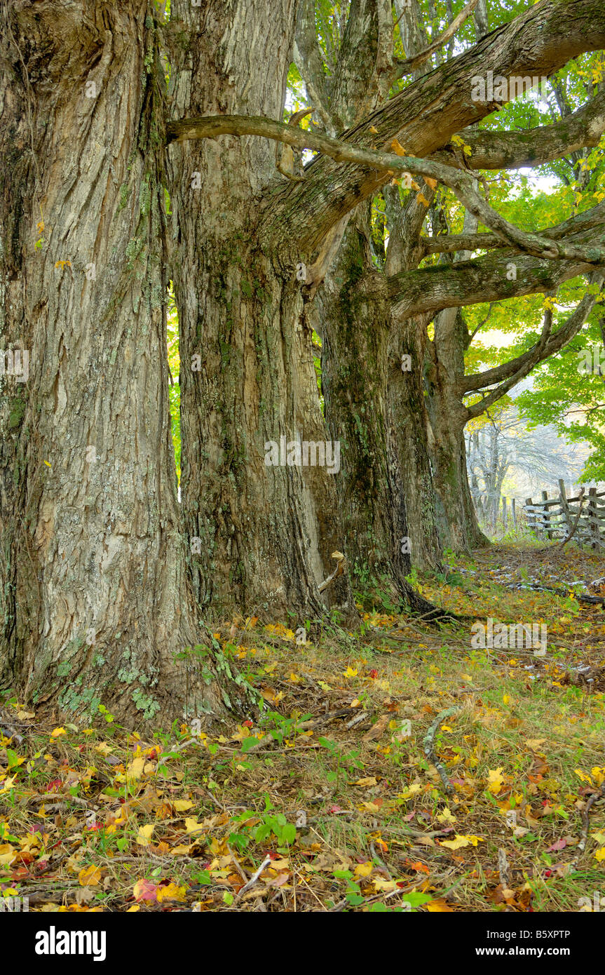 Hüter des hohen Landes entlang der Blue-Ridge Stockfoto