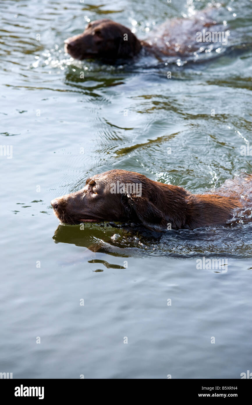 Chocolate Labrador Hunde schwimmen in einem See Stockfoto