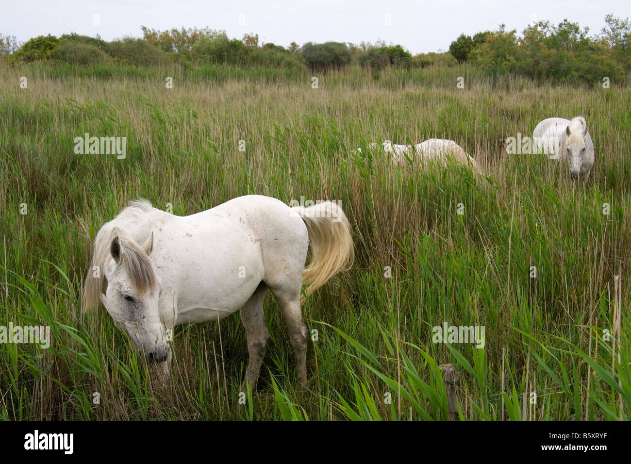 Weisse Pferde der Camargue Weideland im Feuchtgebiet im Rhone-Delta, ihre Beine und Tails gebeizt Braun aus dem torfigen Wasser. Stockfoto