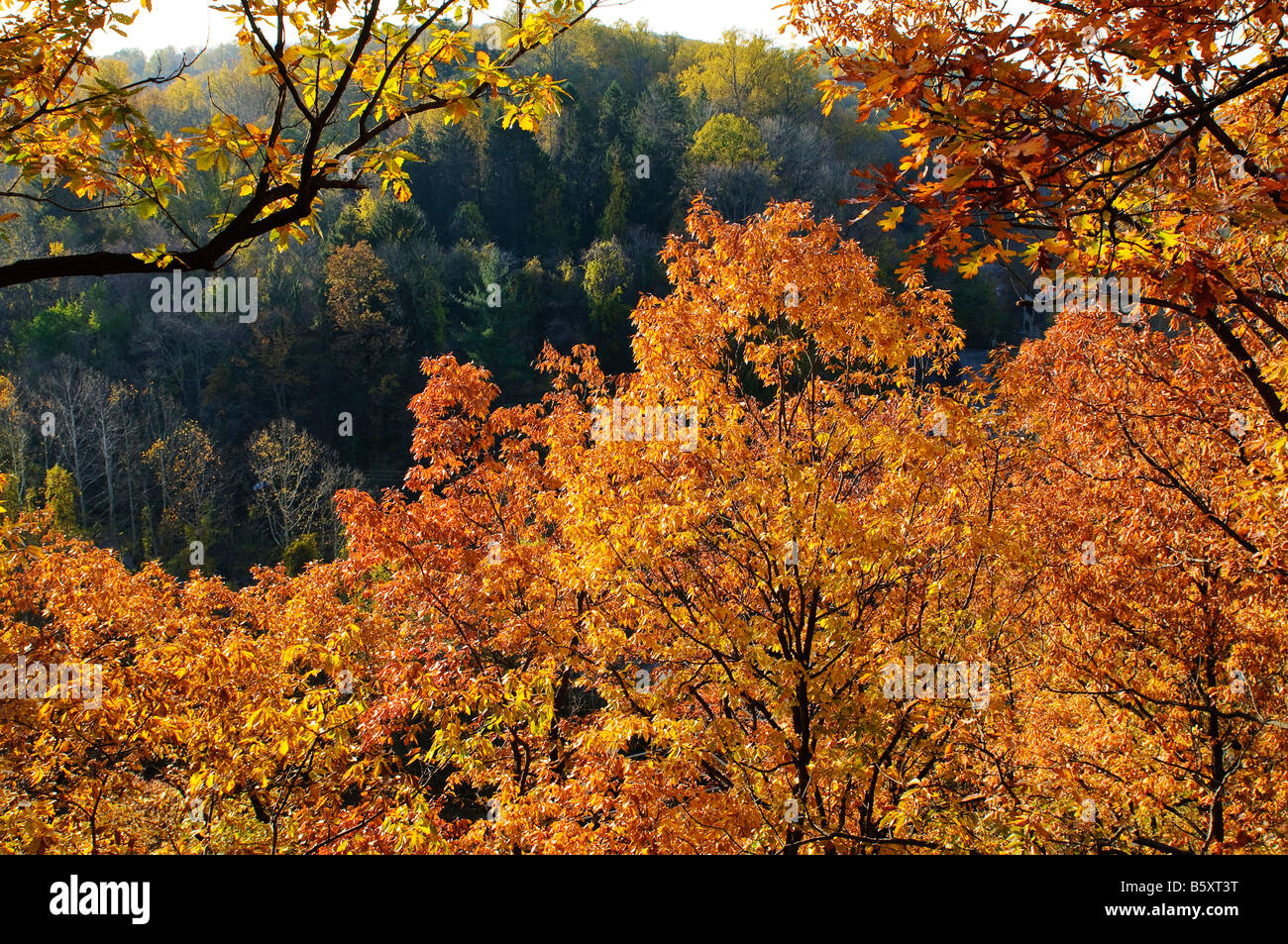 Buntes Herbstlaub verlässt Patapsco Valley State Park, Maryland, USA Stockfoto