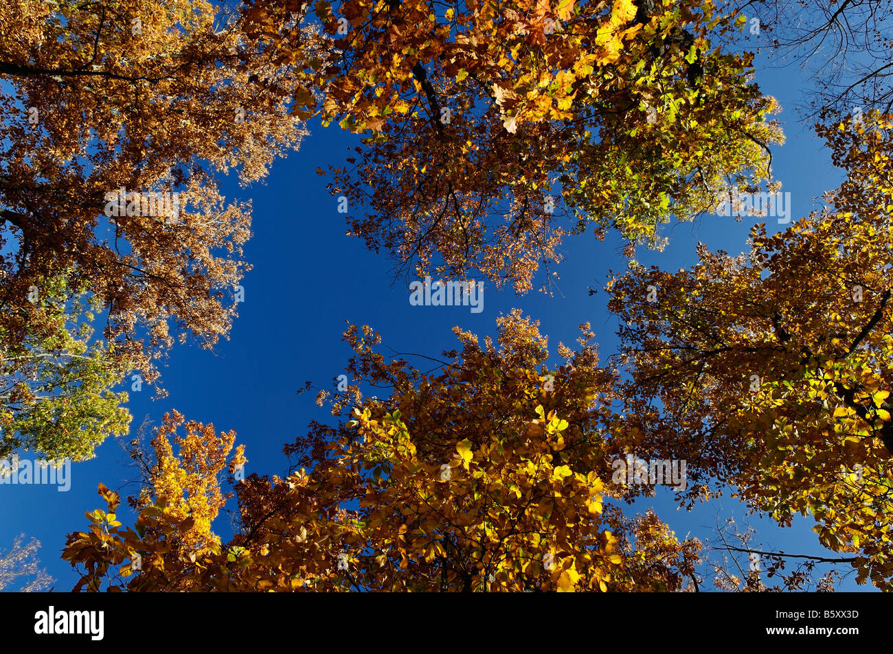 Blick auf Herbst Bäume und blauer Himmel in Daniel Boone National Forest McCreary County Kentucky Stockfoto