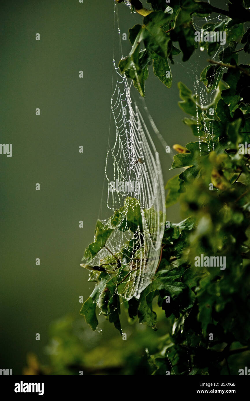 Spidersweb mit Morgentau am Wilstone Stausee, Bedfordshire Stockfoto