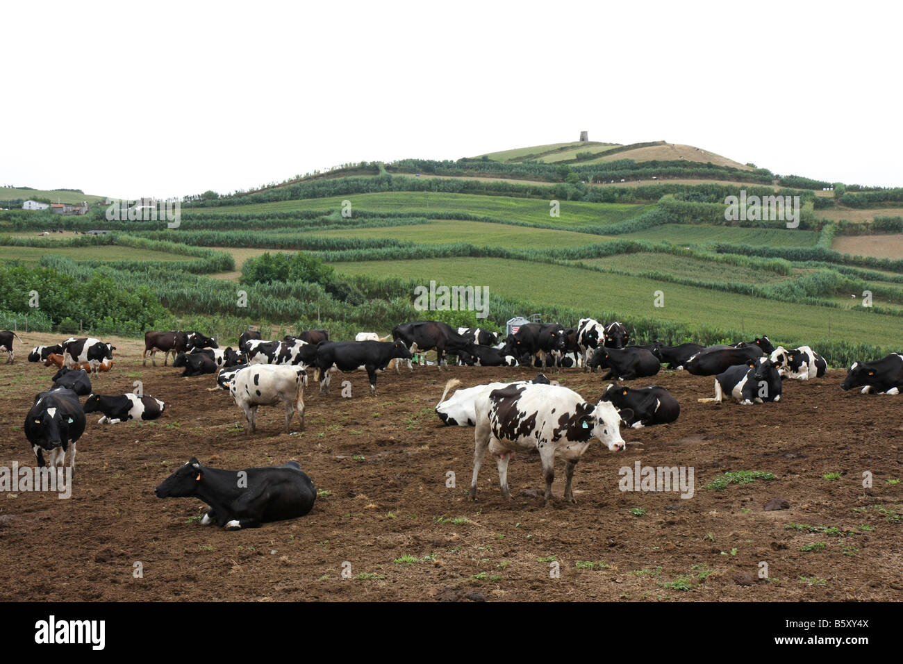 Kühe in São Miguel, Azoren Stockfoto