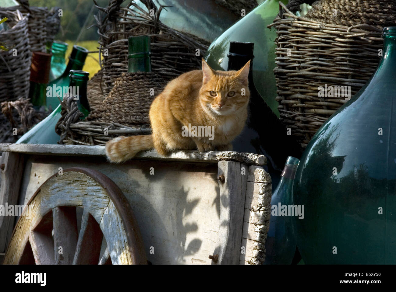Eine Ingwertee Katze sitzt unter alten Korbflaschen Flaschen auf eine Weinkarte in Chianti Toskana Stockfoto