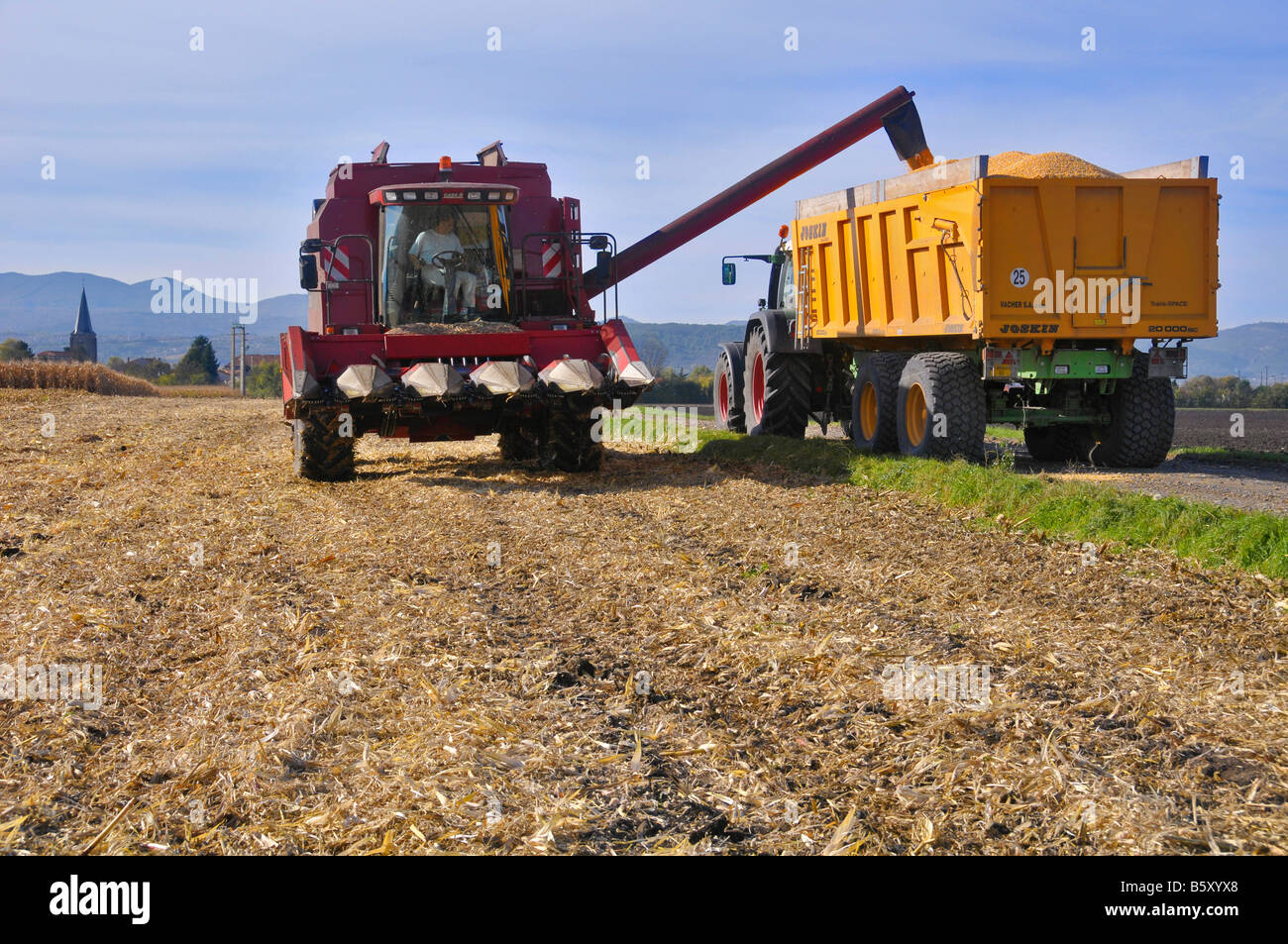 Kombinieren Sie Ernte entladen Mais (Mais) in einem Wohnwagen Stockfoto