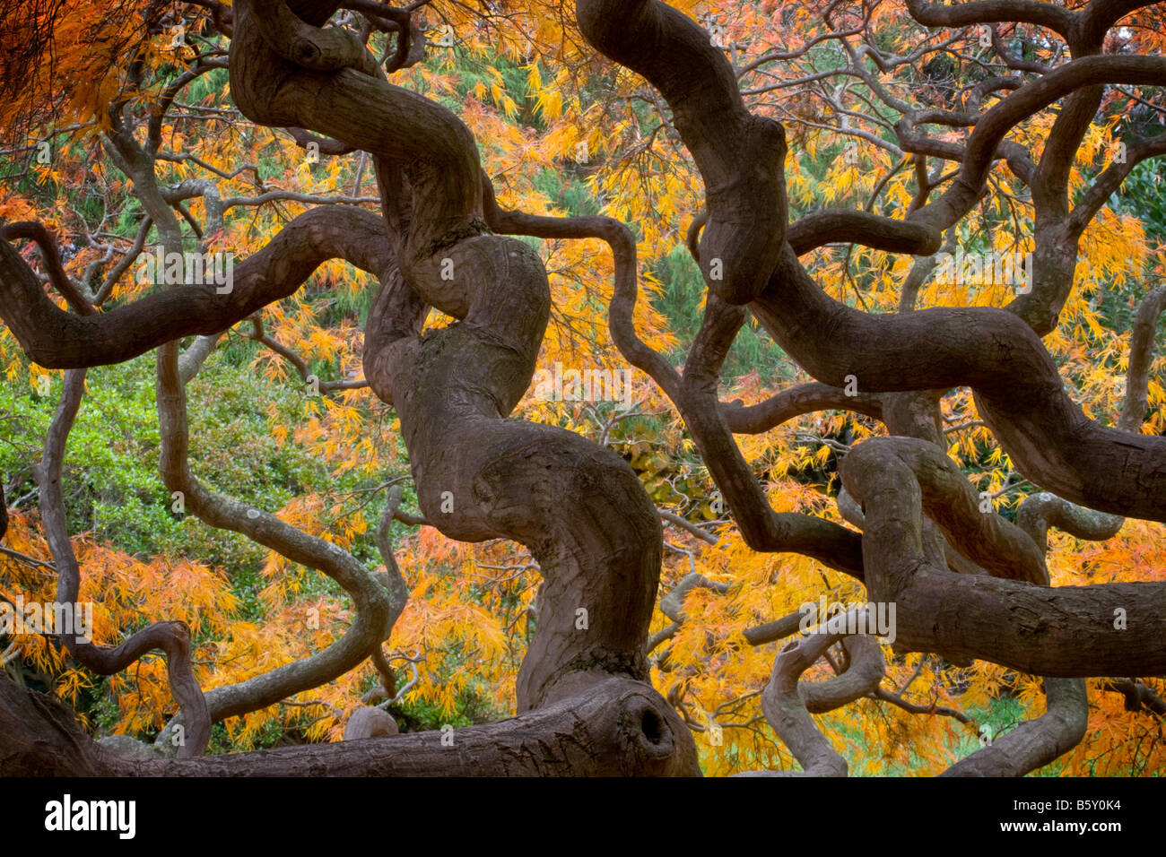 Japanischer Ahorn Hybrid bei Cylburn Arboretun ist ein Naturschutzgebiet in Baltimore Maryland Stockfoto