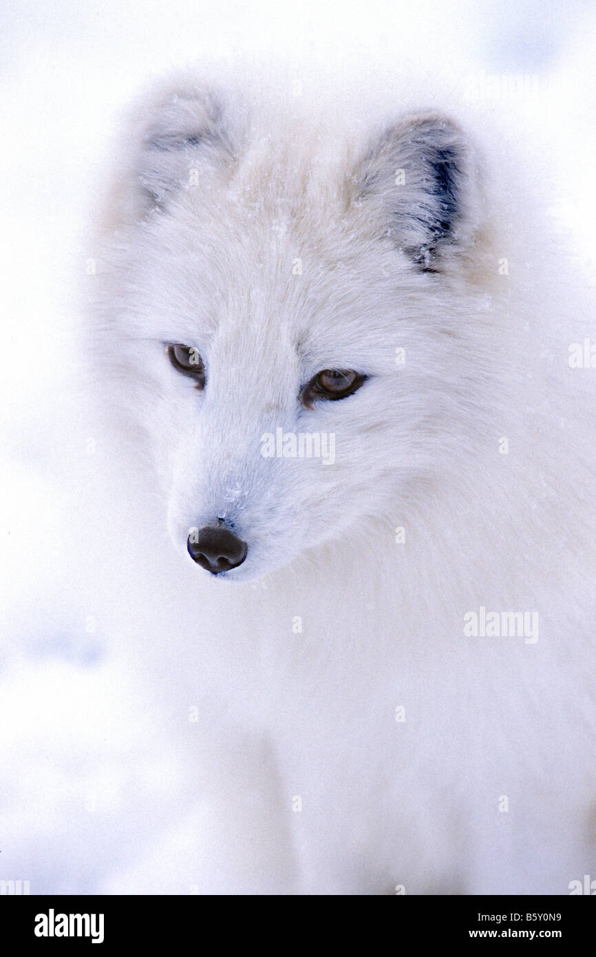 Polarfuchs auf einer Schneewehe - kontrollierten Bedingungen Stockfoto