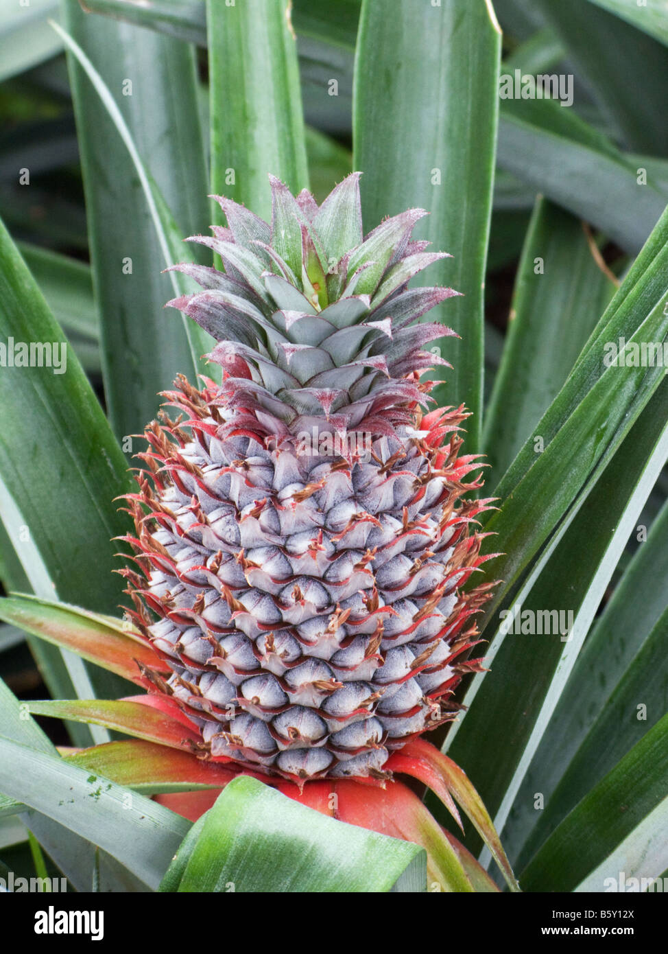 Nahaufnahme von einem unreifen Ananas in einem Gewächshaus bei Arruda Ananasplantage außerhalb Ponta Delgada, São Miguel, Azoren Stockfoto