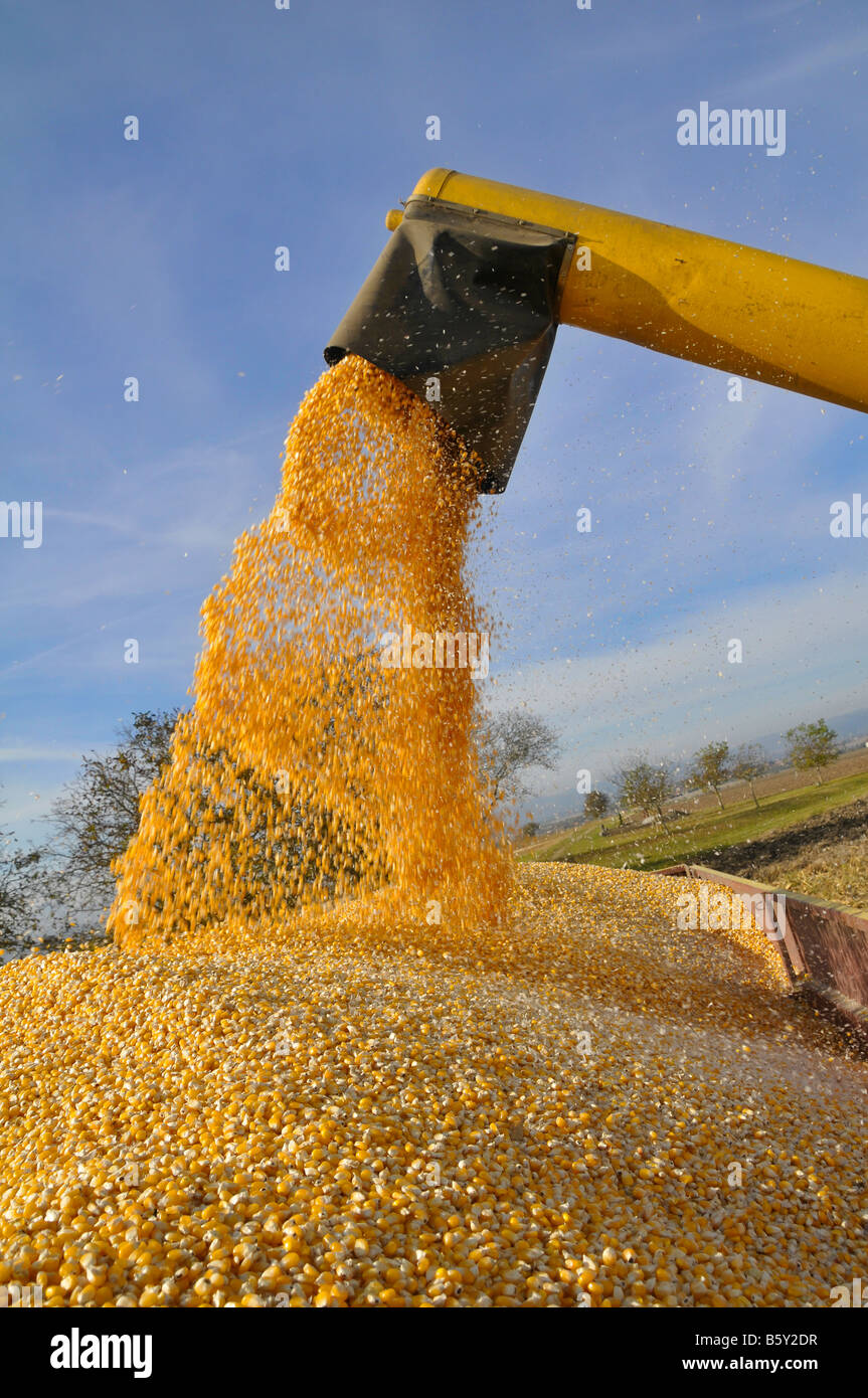 Kombinieren Sie entladen Mais (Mais) in einem Wohnwagen Stockfoto