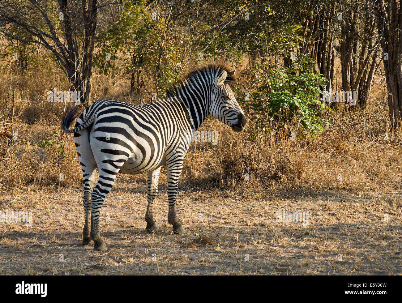 Ebenen Zebra im South Luangwa Nationalpark in Sambia Stockfoto