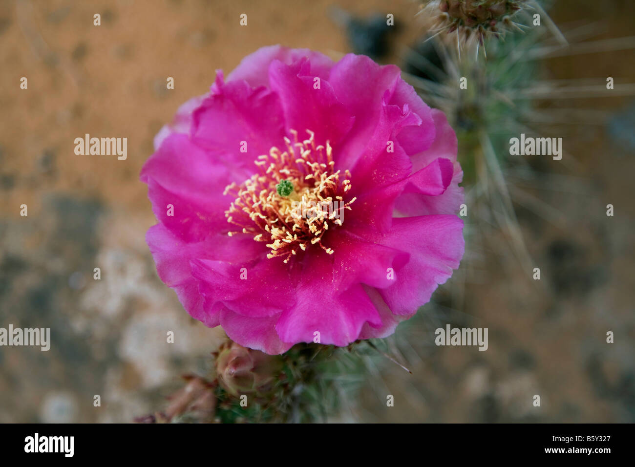 Blühender Kaktus in der Nähe von Moab Utah Stockfoto
