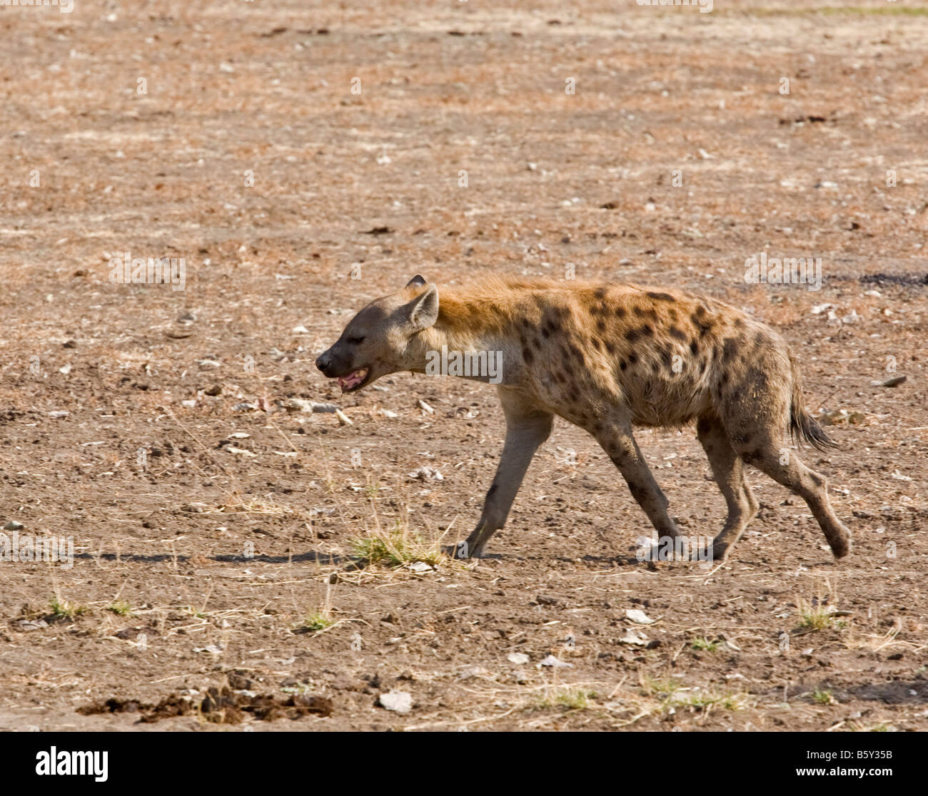 Hyäne im South Luangwa Nationalpark in Sambia Stockfoto