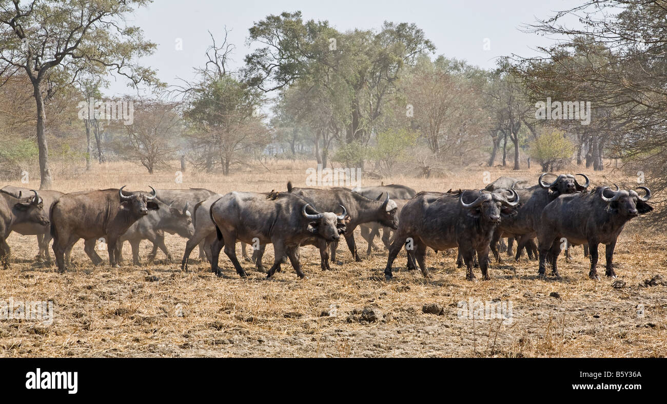 Herde Wasserbüffel im South Luangwa Nationalpark in Sambia Stockfoto