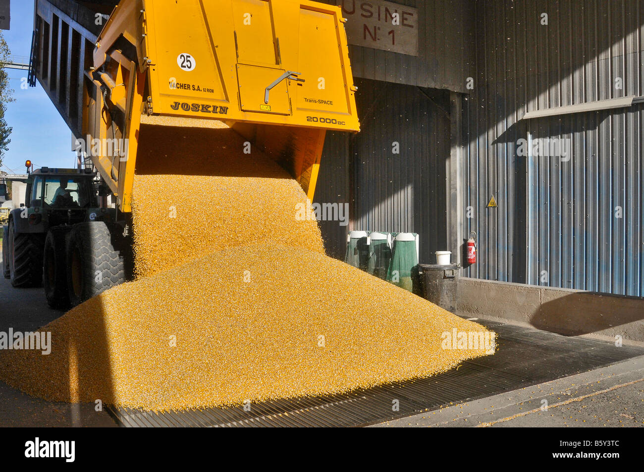 Eine Trailer von Mais in den Trichter der landwirtschaftlichen Genossenschaft entladen Stockfoto