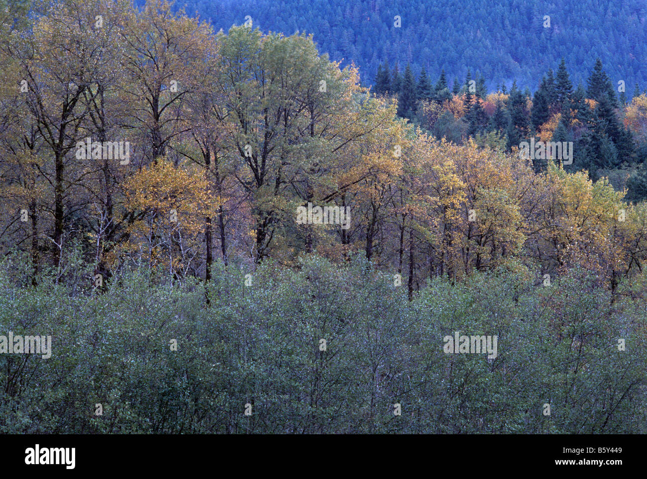Wald mit Herbstfarben entlang des Elwha River auf der Olympic Halbinsel Washington State USA Stockfoto