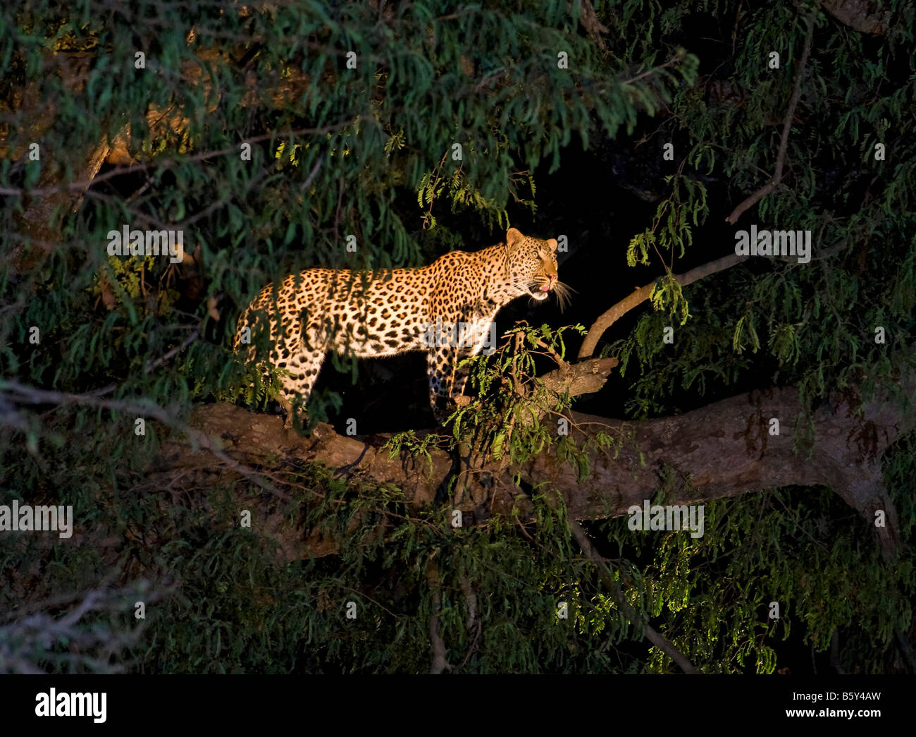 Leopard im South Luangwa Nationalpark in Sambia Stockfoto