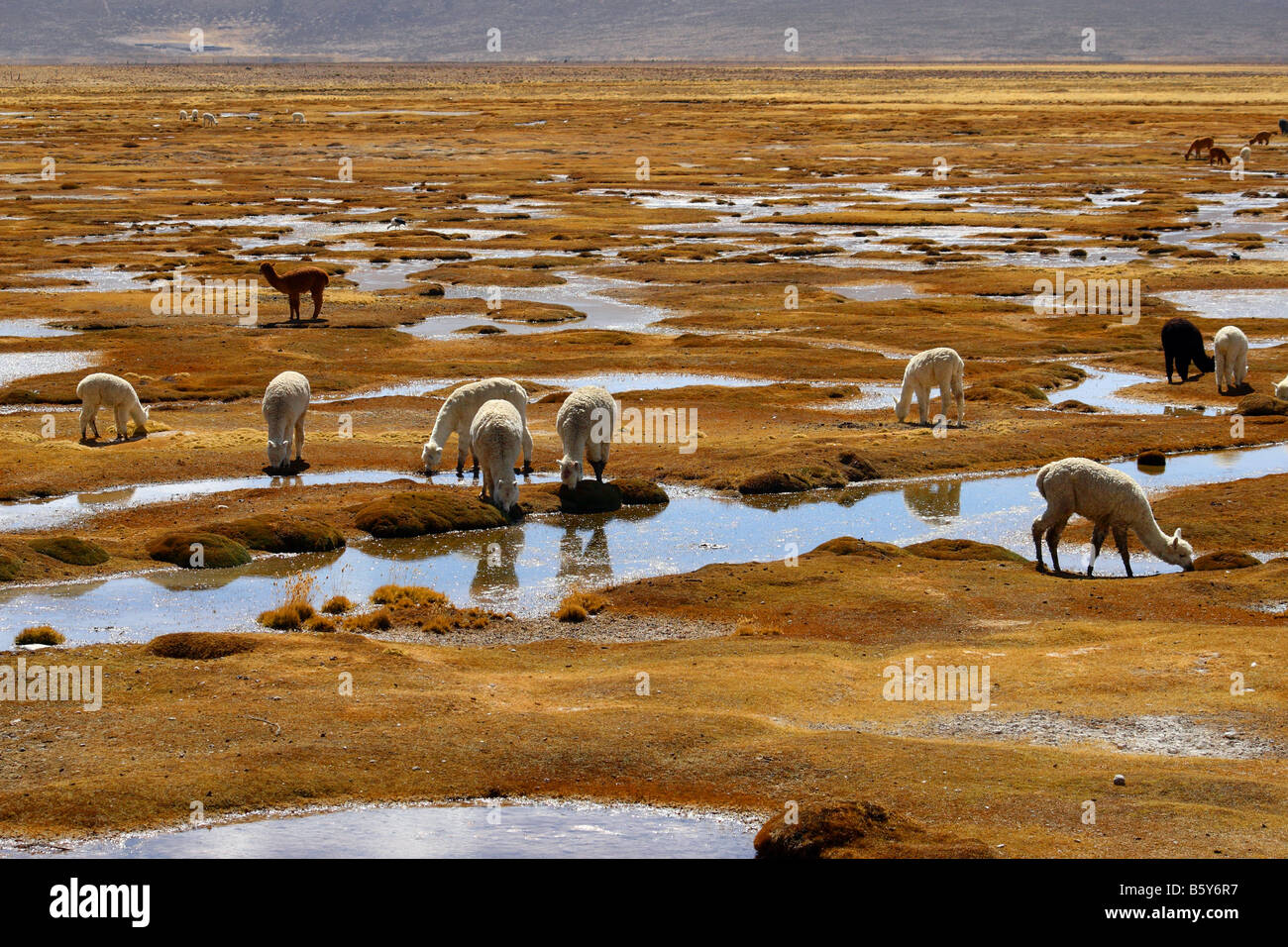 Landschaft der Wüste Peru mit lama Stockfoto