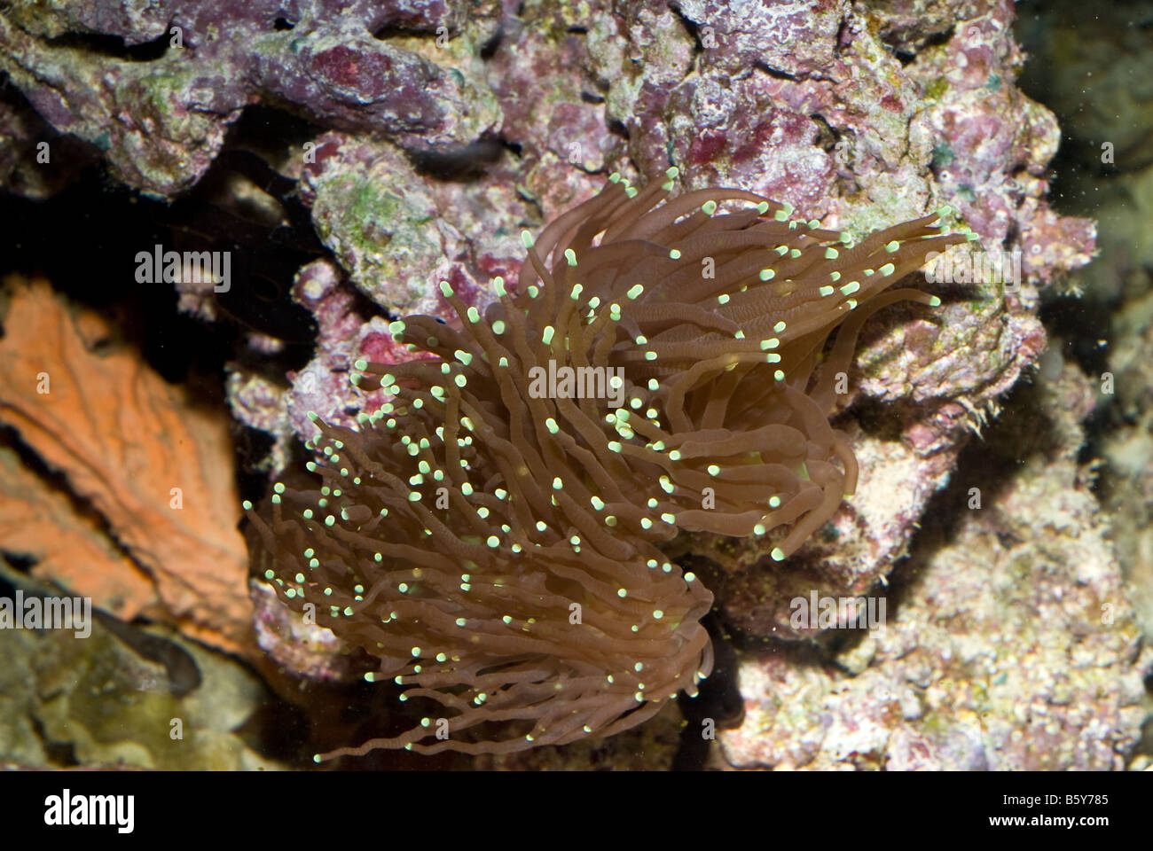 Euphyllia Glabrescens, Steinkorallen der Indo-Pazifik, Celenterata Stockfoto