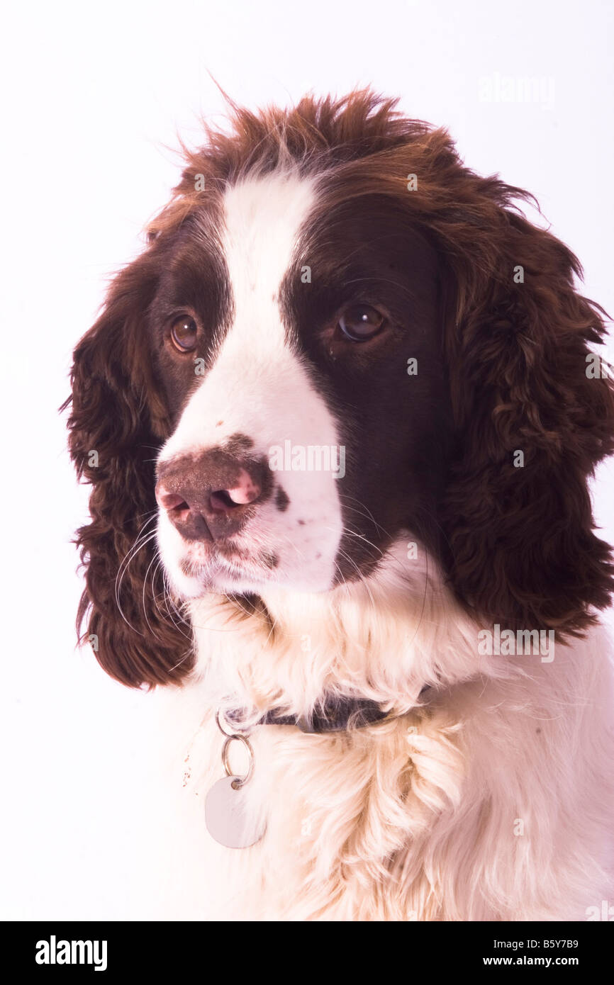 Creggy eine braune & weißen funktionierende English Springer Spaniel Stockfoto