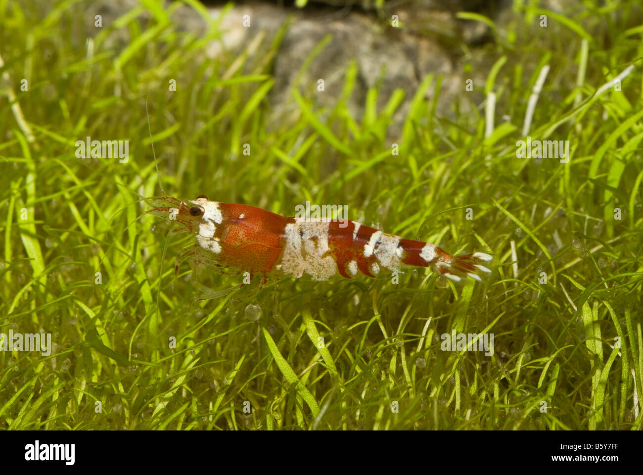 Neocaridina sp Crystal Red Dwarf Garnelen Süßwasser Crustacea Stockfoto
