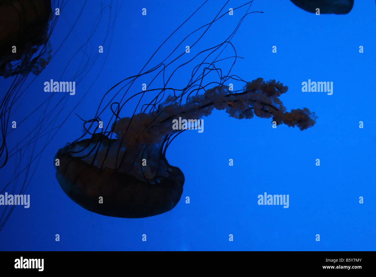 Quallen vor einem hellen blauen Hintergrund Stockfoto