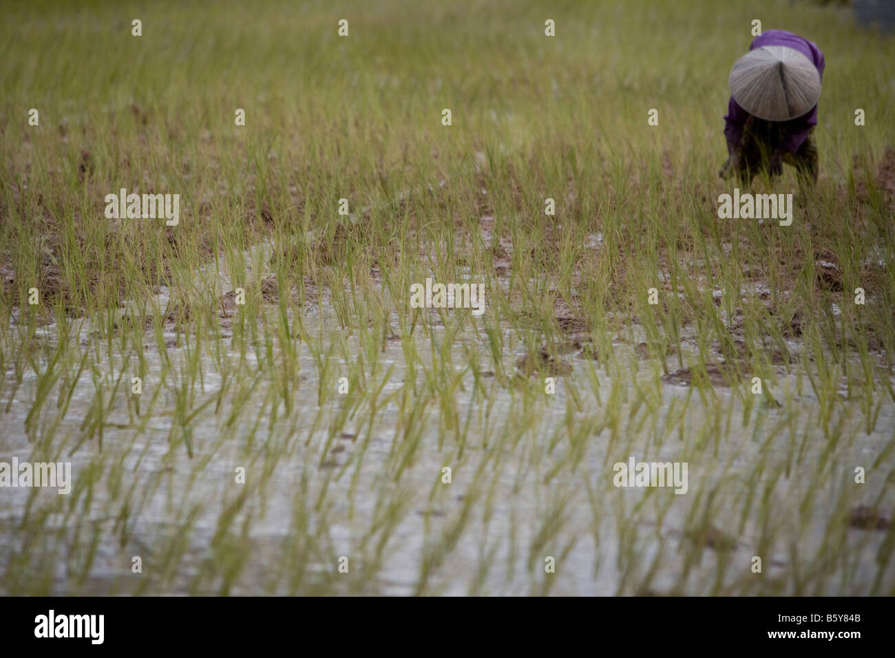 Ein Landwirt Pflanzen Reis in einem Reisfeld außerhalb von Siem Reap, Kambodscha. Stockfoto