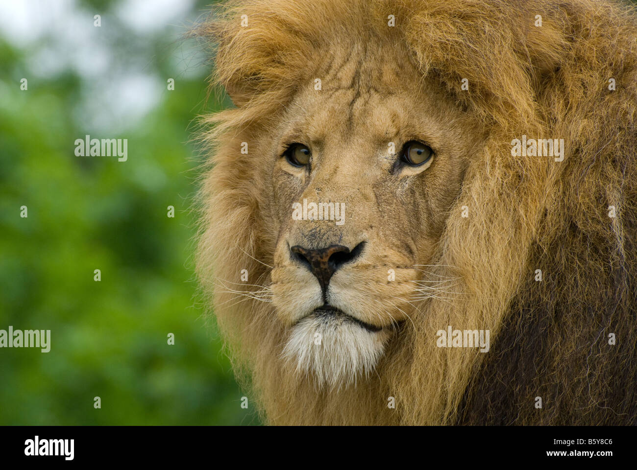 Löwe mit Mähne Porträt Stockfoto