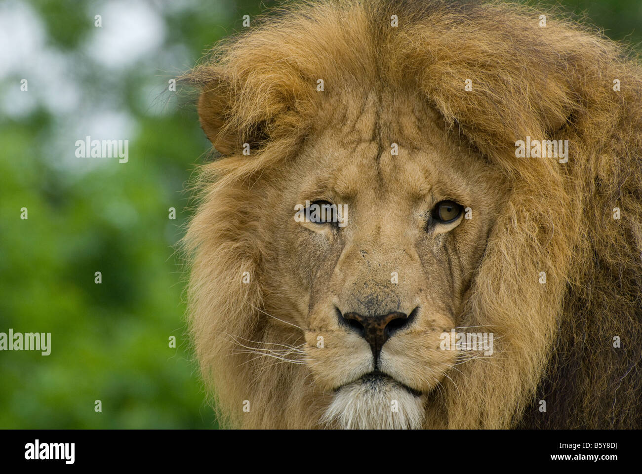Löwe mit Mähne Porträt Stockfoto