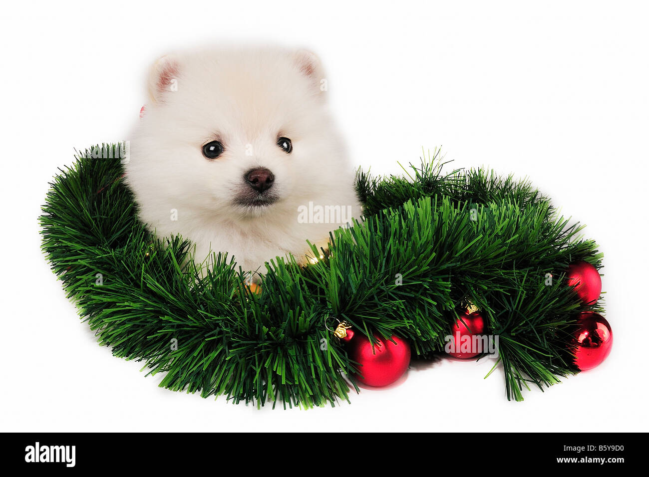 Deutscher Zwergspitz Welpen vorhanden umgeben von Christmas Ornaments Stockfoto